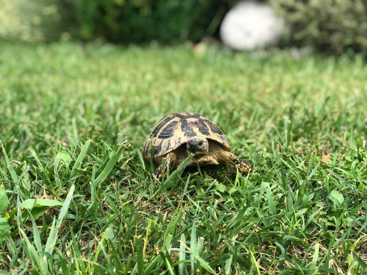 Villa Aleksandra Ljubuski Bagian luar foto